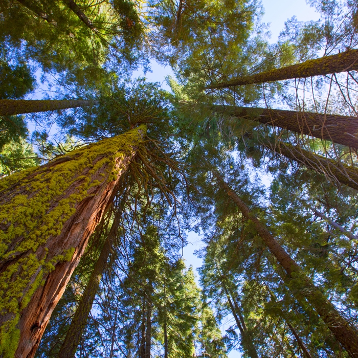Redwoods Tree